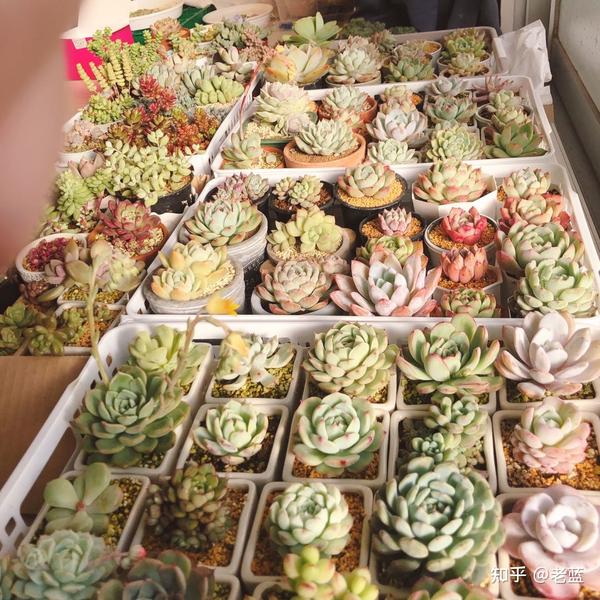 在日本境内出售 邮寄多肉植物的经验分享 知乎