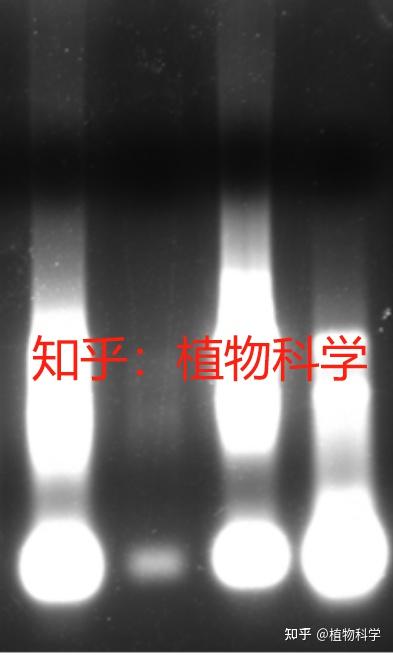 RNA跑胶图判断为降解?还是? - 知乎