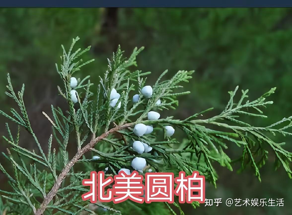 68种柏科植物,园林栽培的常用树种 - 知乎