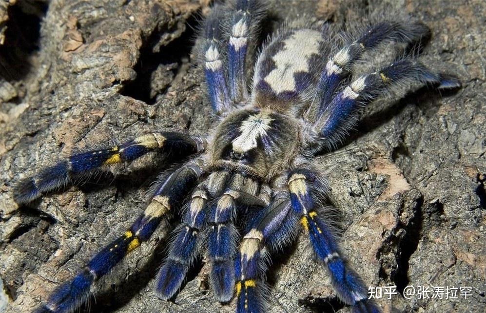 世界极危 捕鸟珍蛛——蓝宝石华丽雨林