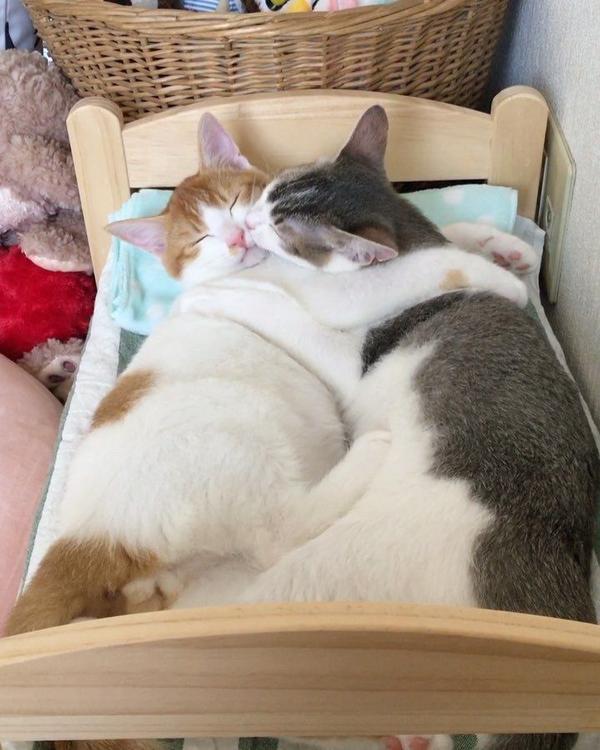 睡觉也要抱一起两只猫同框怎么可以这么甜