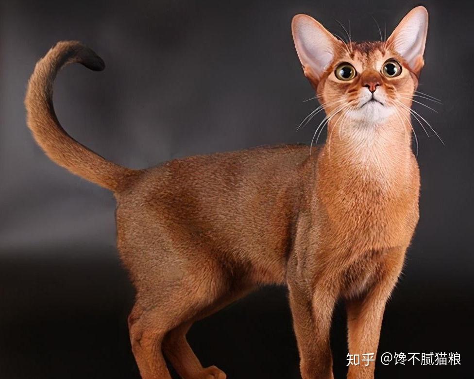 江湖人称猫中贵族的5种猫你养得起吗