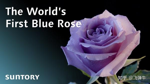 蓝色玫瑰 一朵不可能培育出来的玫瑰是如何诞生的 知乎