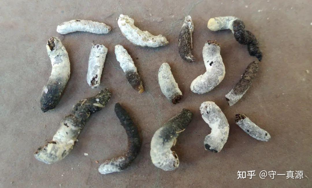 而另一味名为"白丁香"的药材,并非植物丁香,实际是麻雀的干燥粪便.