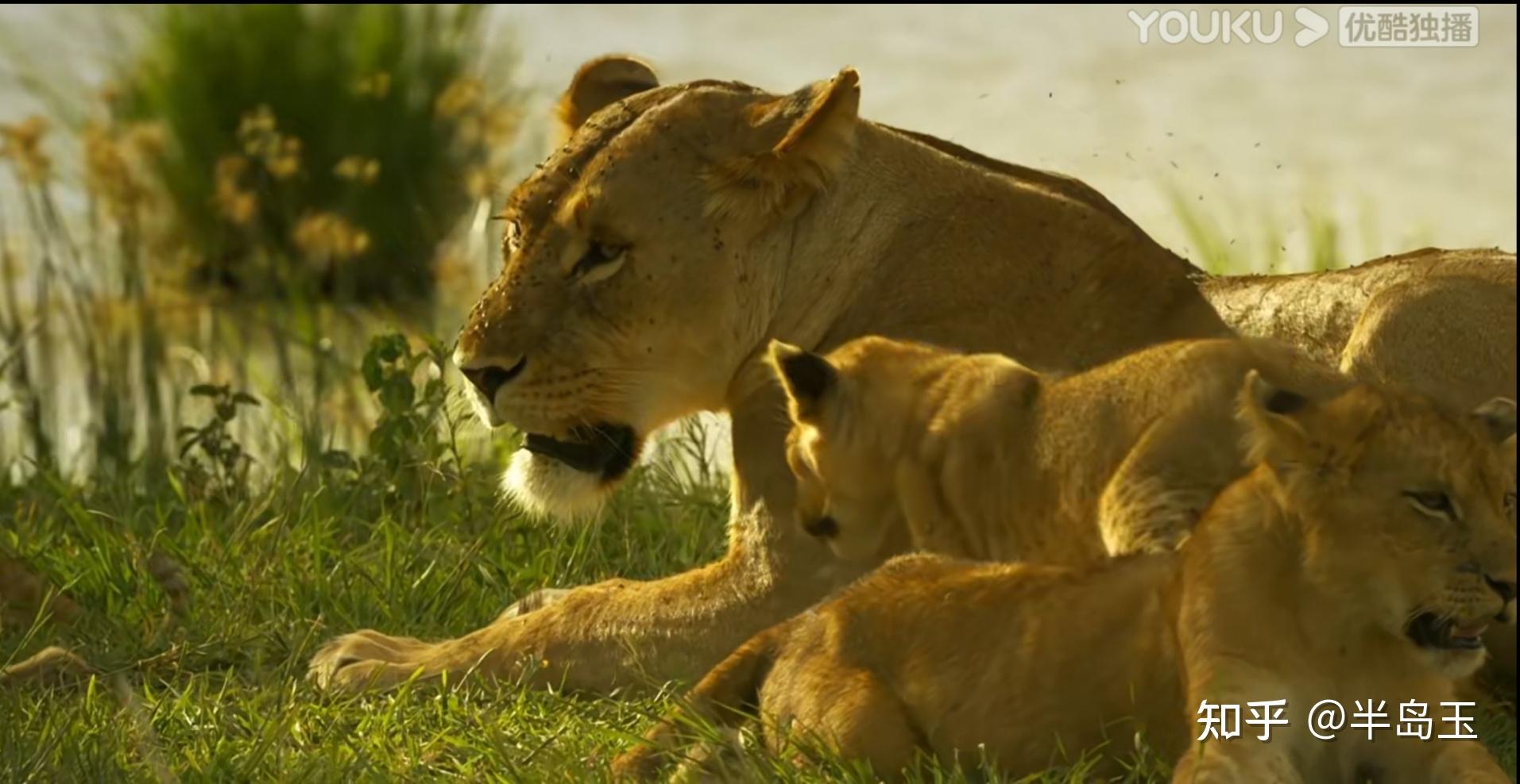纪录片《塞伦盖蒂》第一季中的爱恨情仇(一) 单身母亲育儿记(3)
