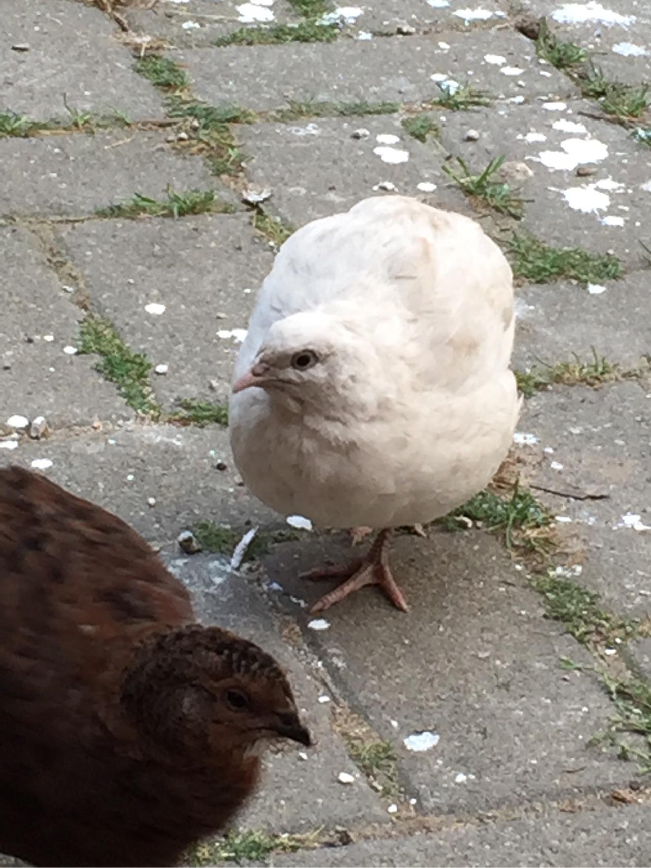 我的迷你农场生活概述以及鹌鹑零星几件趣事