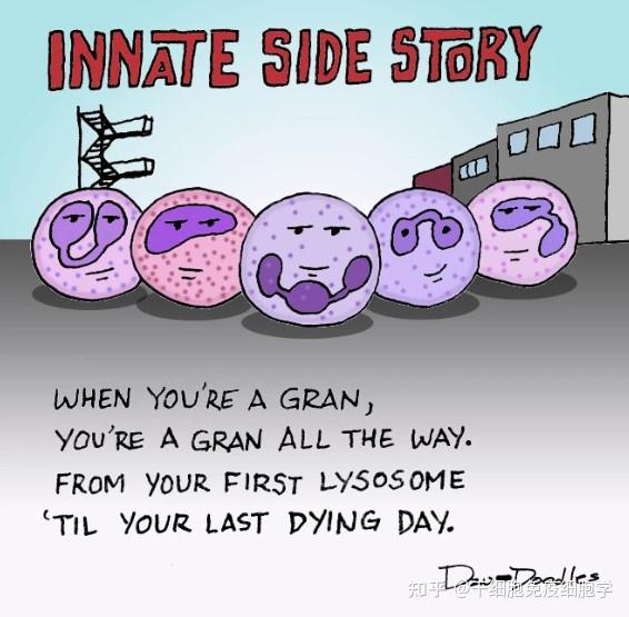 生动形象又可爱我们一起来认识这群萌萌哒免疫细胞