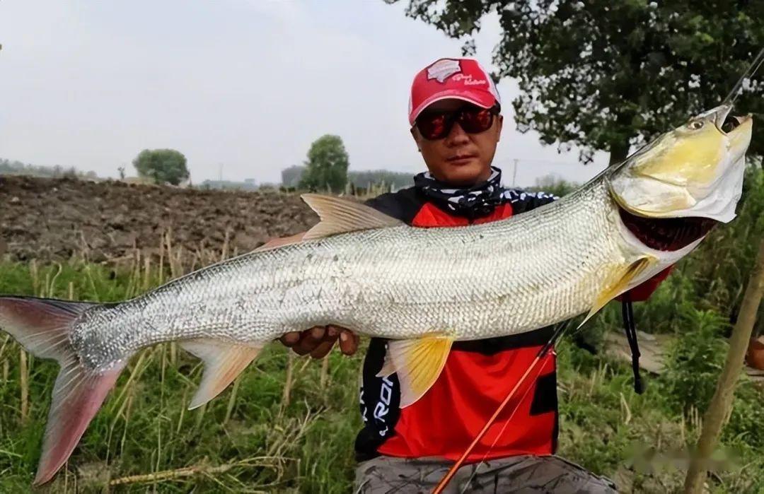 这鱼得多大四川男子钓到米级水老虎结果咬断鱼扣跑掉了