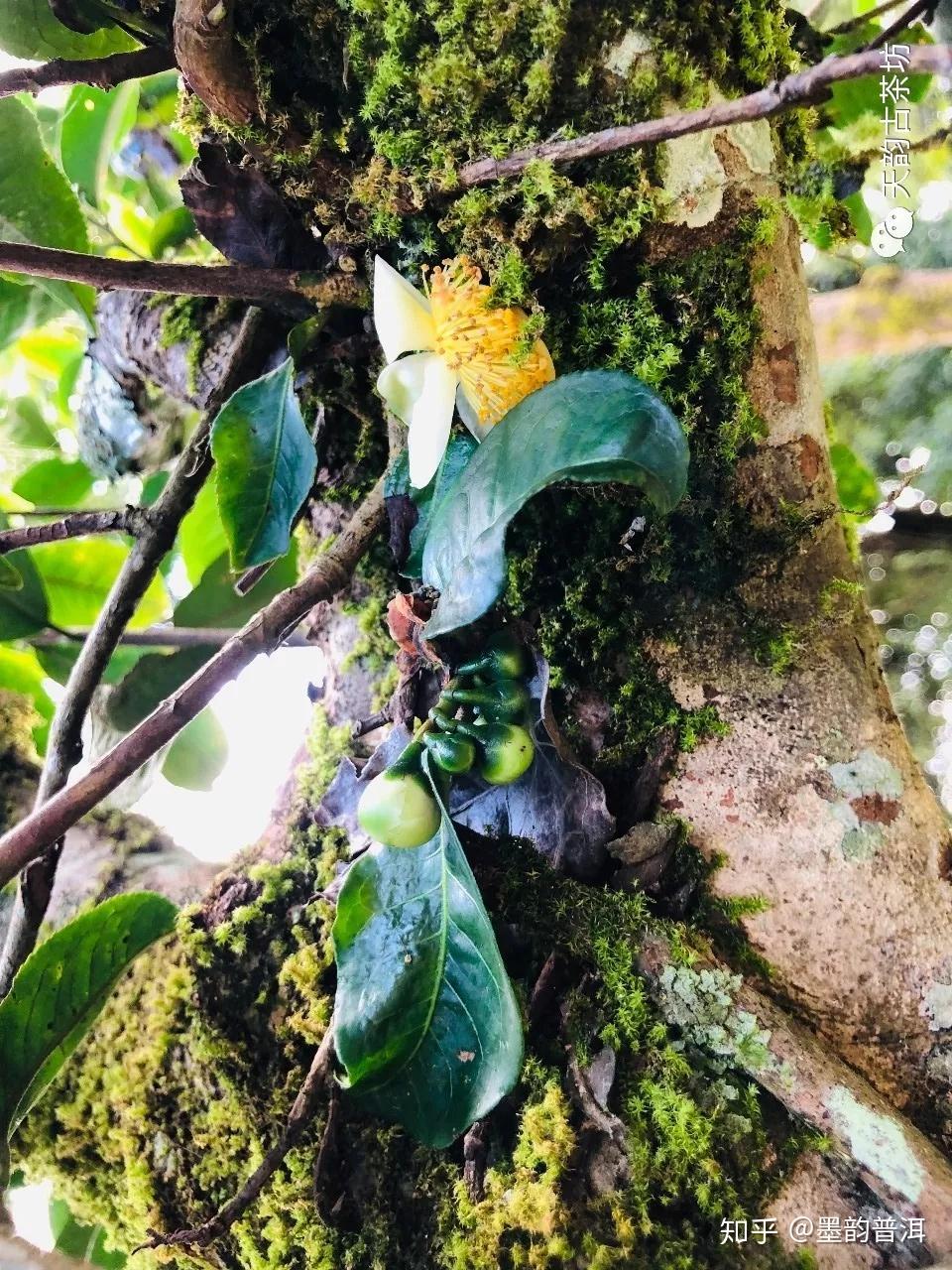 解读 | “古树茶”究竟是怎样的概念? - 知乎