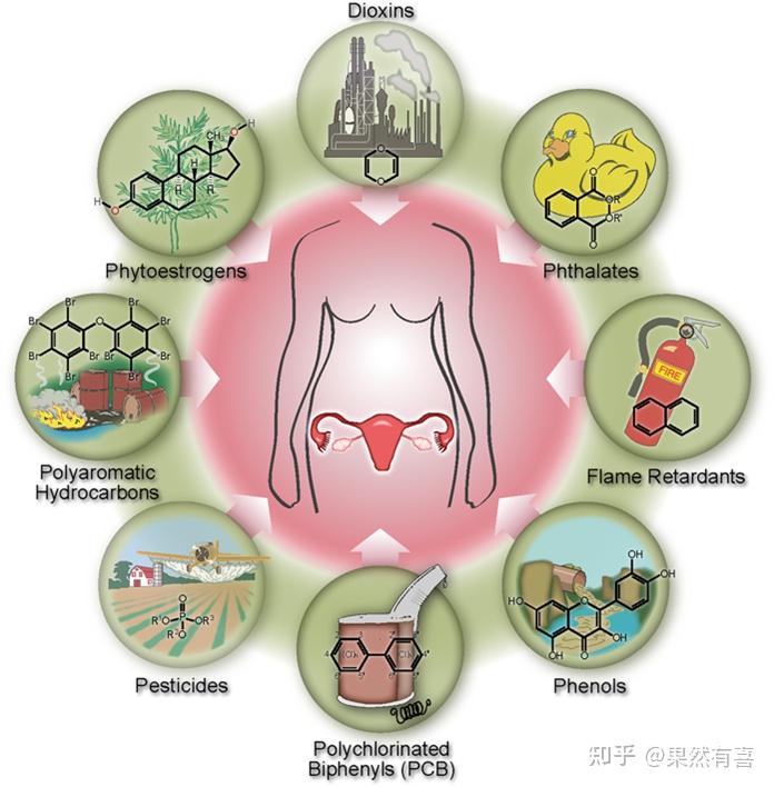 01 孕期母親暴露於己烯雌酚或內分泌干擾化學物質 (endocrine