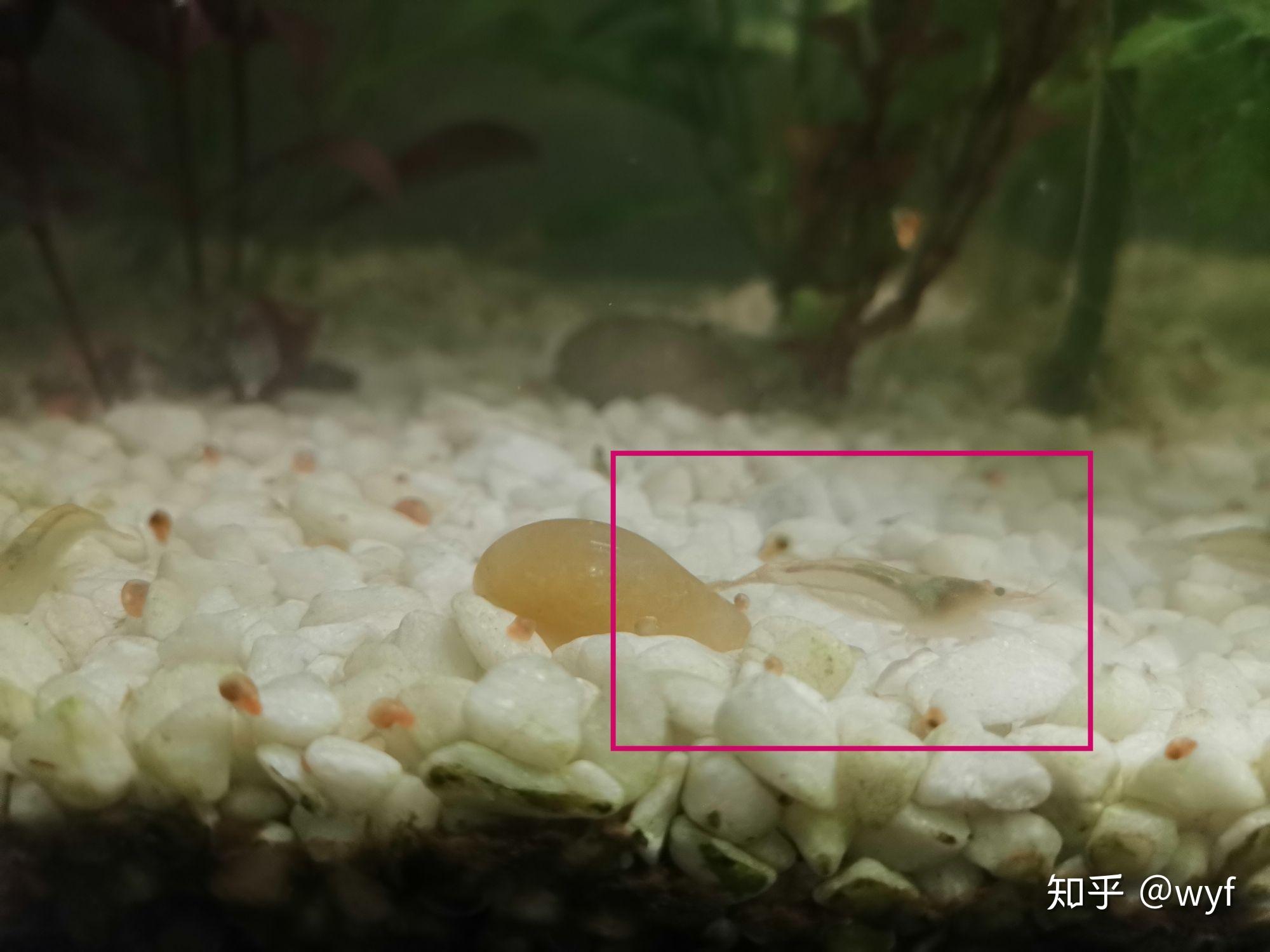 水晶虾交配产卵生幼虾的看法 - 哔哩哔哩