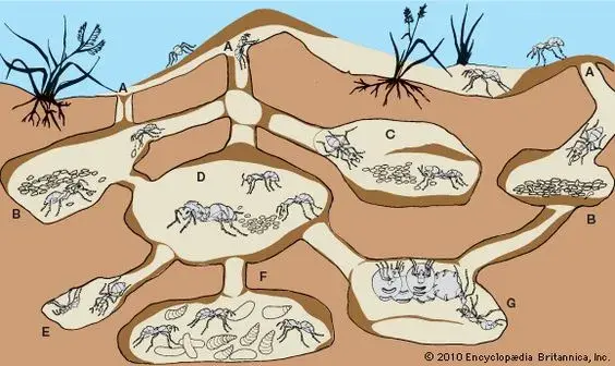 蚁巢结构图简笔画图片