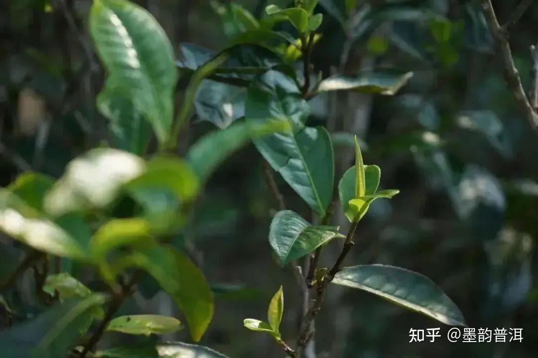 野生茶与古树茶究竟有什么区别? - 知乎