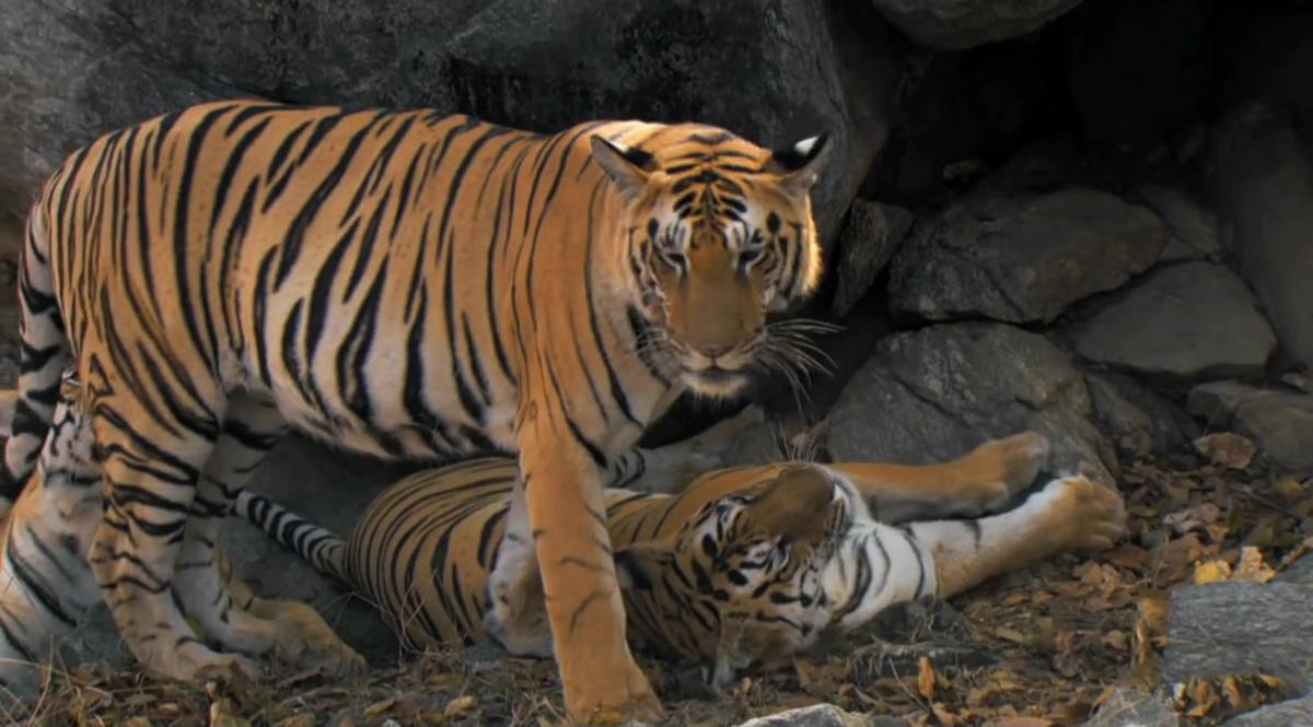 我国东北虎生存现状