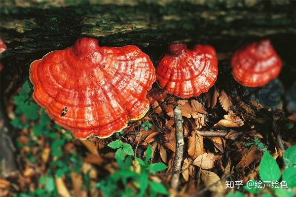 大自然仙芝美灵芝的传说