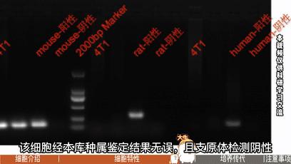 4T1细胞培养，小鼠乳腺癌细胞培养攻略 - 知乎
