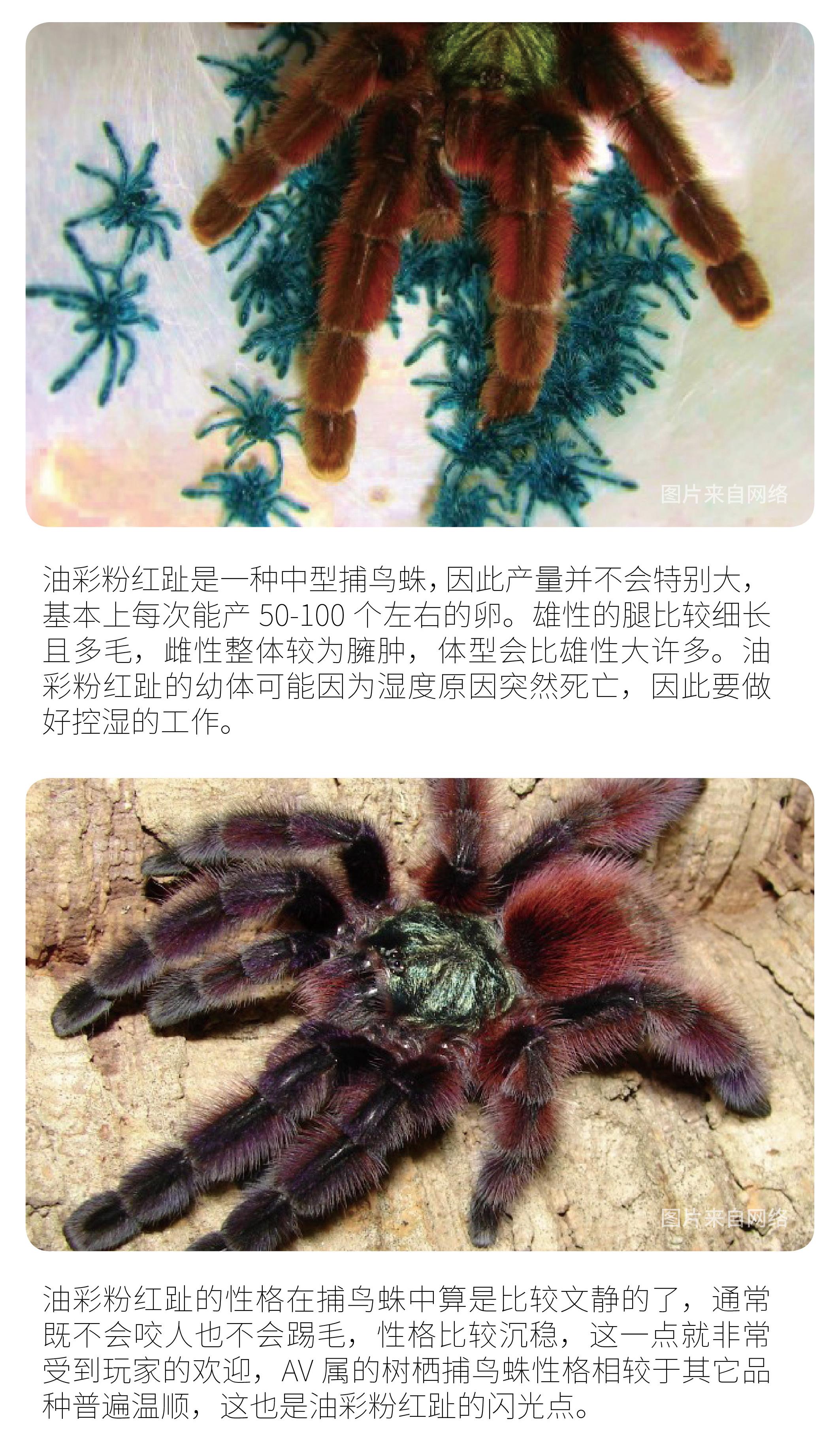 物种小谈┃油彩粉红趾捕鸟蛛