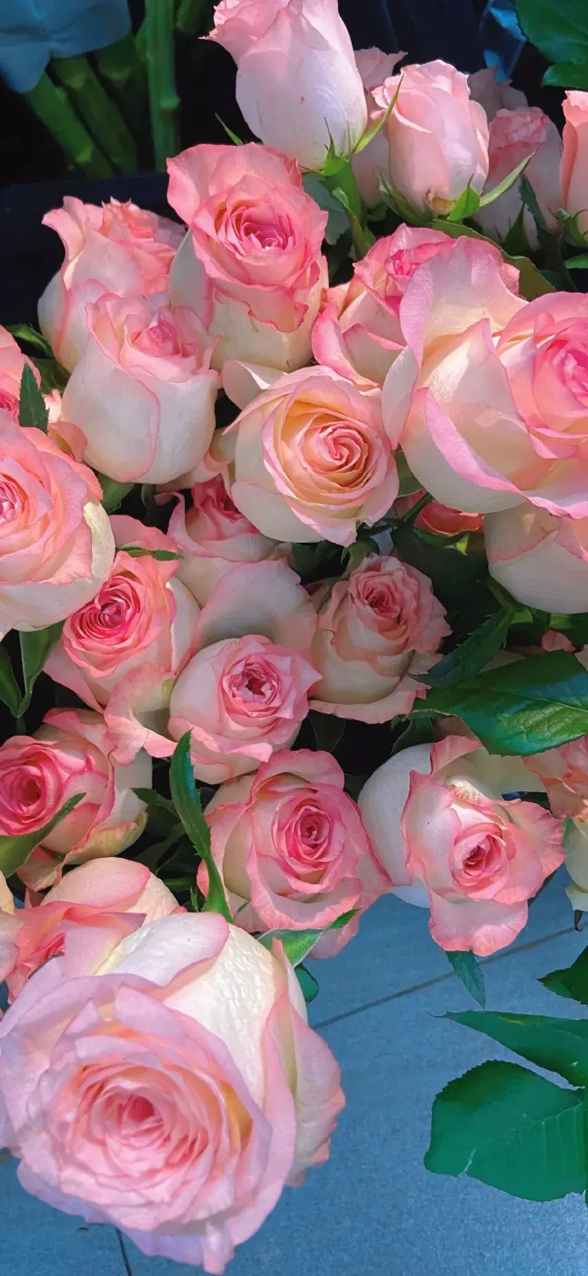 全面屏鲜花壁纸,浪漫至死不渝 - 知乎