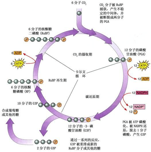 卡爾文-本森-巴沙姆循環(sbs循環)