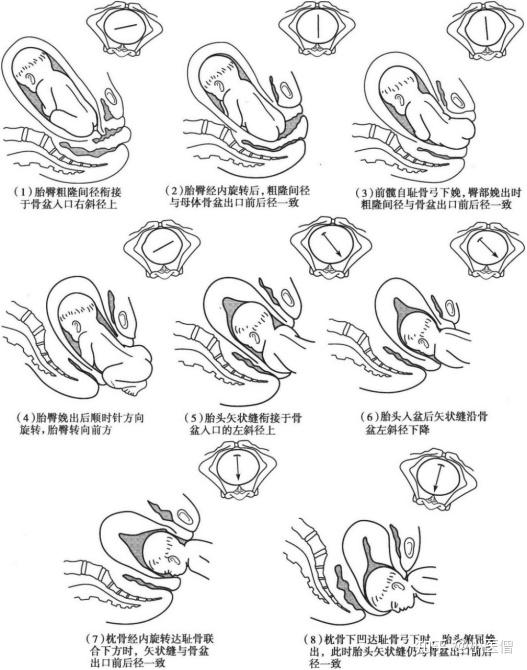 臀先露发生率逐渐减低,孕30周前,胎儿呈臀位不应视为胎位异常,往往有