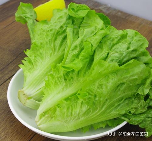 7种"大叶菜",冬天正好吃,阳台种一排,吃不完的"小菜园" - 知乎
