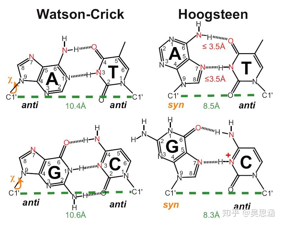 碱基互补配对氢键图片