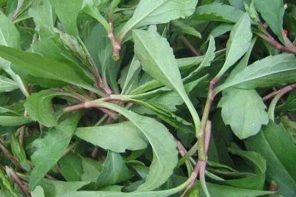 50种野菜图鉴小区绿化带就有以备不时之需