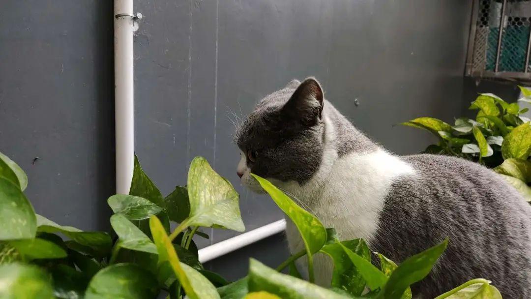 可爱的猫猫也会自闭嘛?