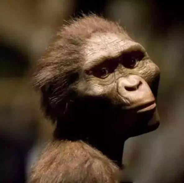 第一批灵长动物12月29日▲第一批花;恐龙灭绝12月28日▲第一批鸟12月