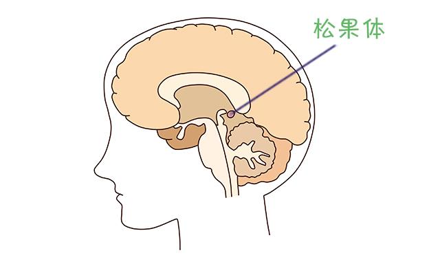 体自身可以生产的，它是由大脑中一种叫松果体的东东分泌出来的。　　▼