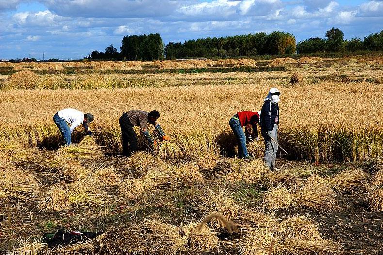 传统农业水稻是怎么种植的? - 知乎