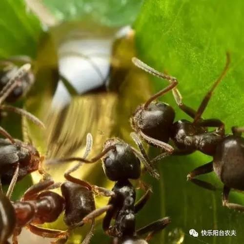 不用农药轻松消灭危害阳台菜园的蚂蚁