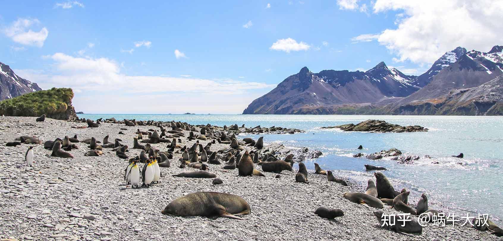 南乔治亚岛:南极野生动物观赏 - 知乎