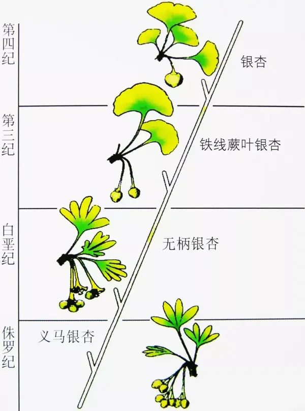 银杏树下"凹"造型的,你知道银杏有多努力么?