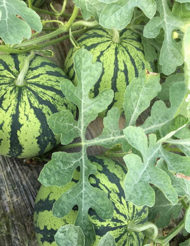 正宗8424南汇西瓜