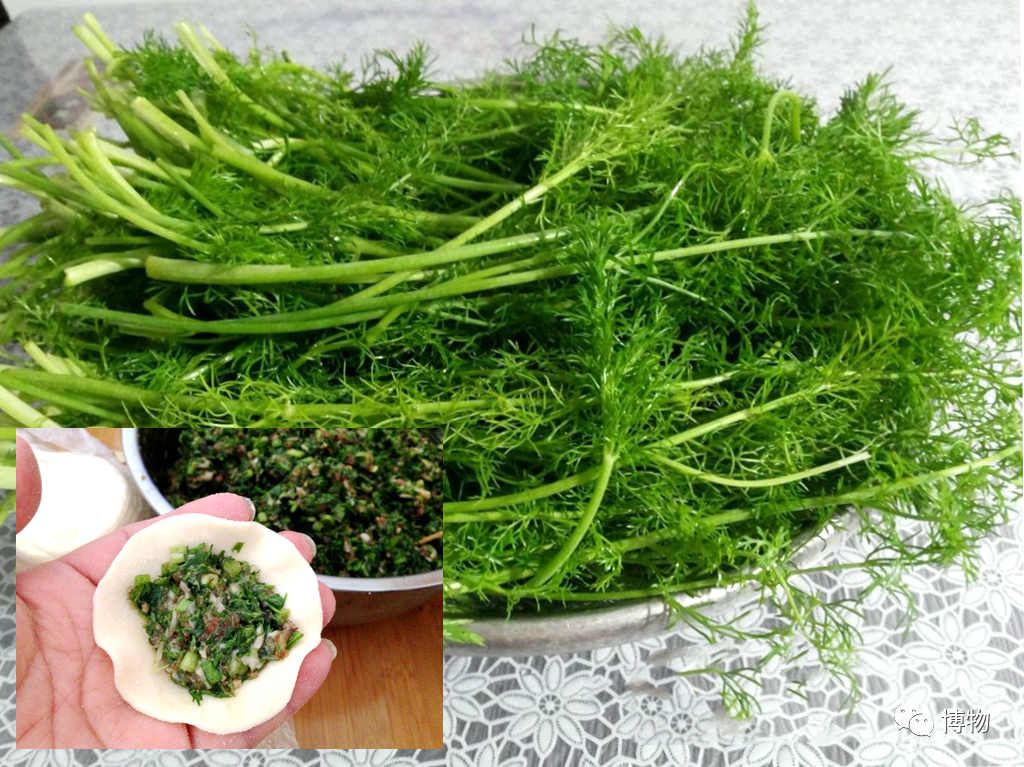 小茴香,你就是胳肢窝味儿的孜然吗? - 知乎