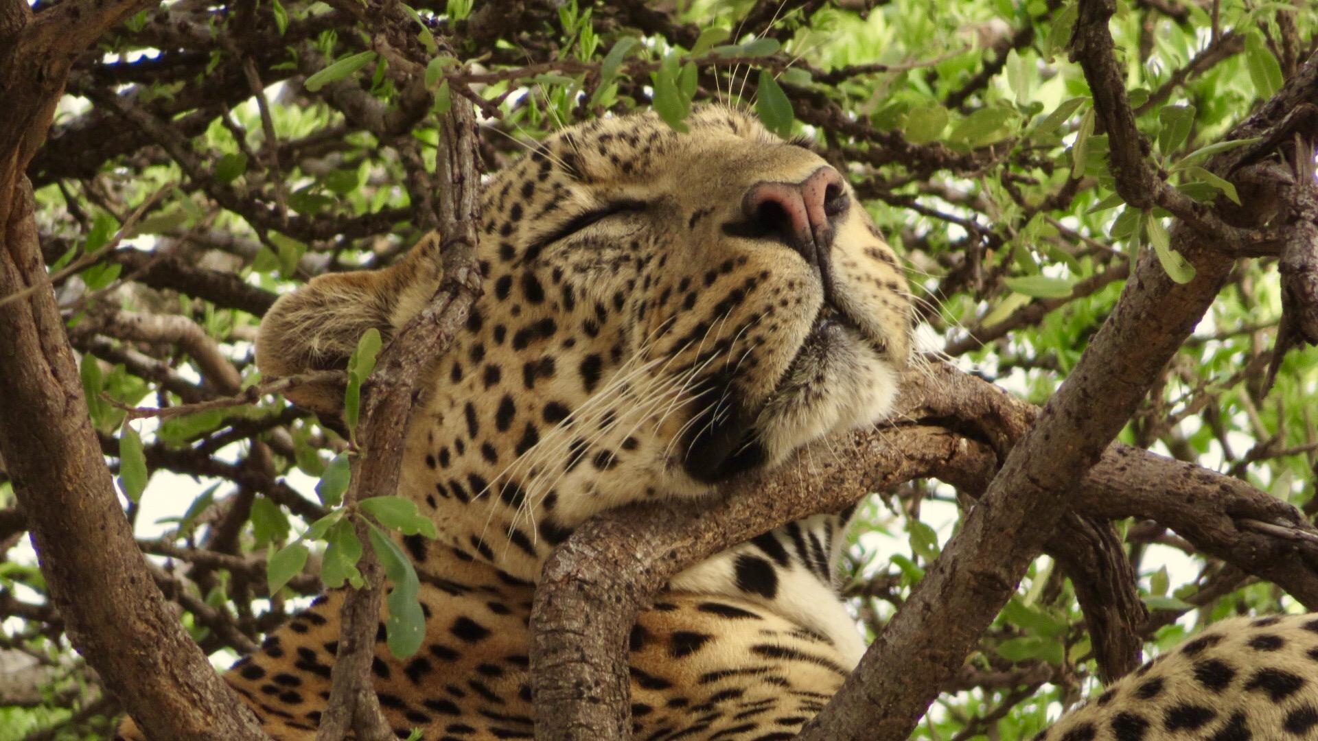 动物世界-树上休息的豹子 - 素材公社 tooopen.com