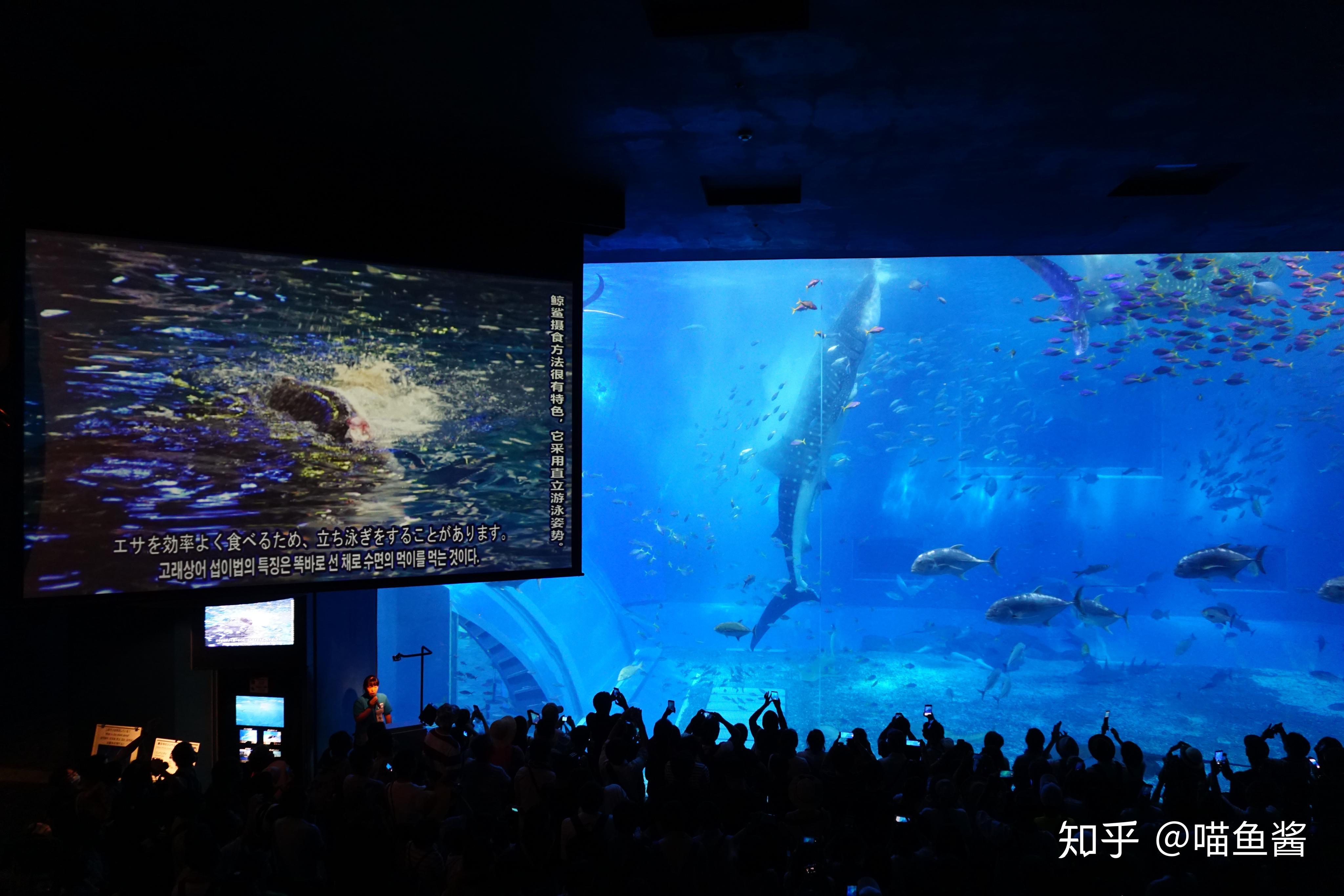 参观冲绳美丽海水族馆有感