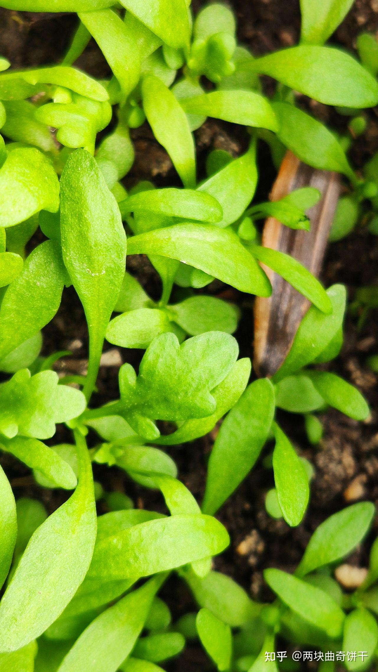 洋甘菊种植记录(已完结)