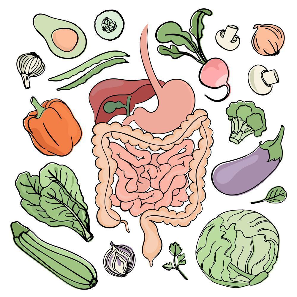 irritable bowel syndrome,ibs)是一种功能性肠道疾病,它影响肠道蠕动