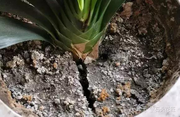 换盆剩的旧土怎么办 老花匠用 3招 60天变成 肥沃 黑土 知乎 换盆剩的旧土怎么办 老花匠用 3招 60天变成 肥沃 黑土 知乎