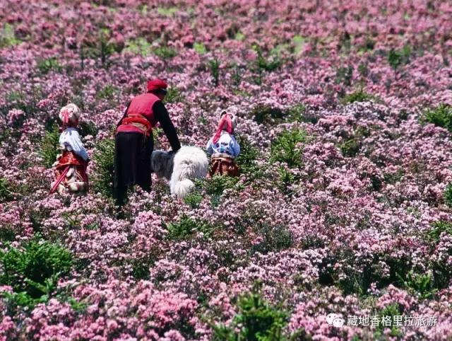 香格里拉10大必游景点“老司机”都去过,你走过几个?-香格里拉必看景点