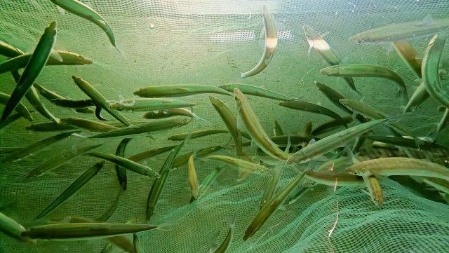 开屏观察｜从每公斤2000元降到300多元！抚仙湖抗浪鱼重回百姓餐桌 - 知乎