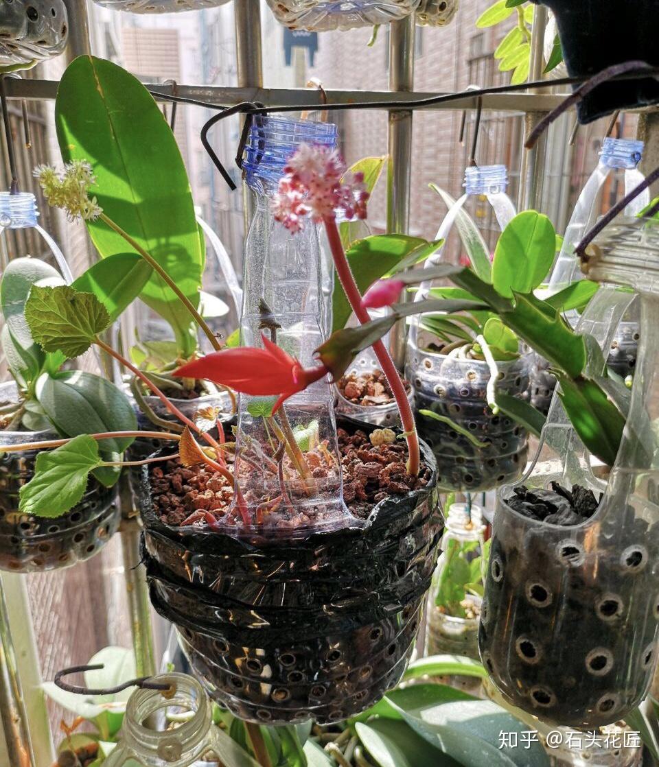 塑料瓶剪几刀做成垂吊花盆养绿萝吊兰太方便了