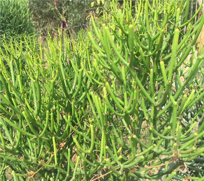 解决能源危机非常热门的石油原料植物绿玉树