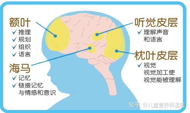 宝宝的大脑与情感有关的4个区域