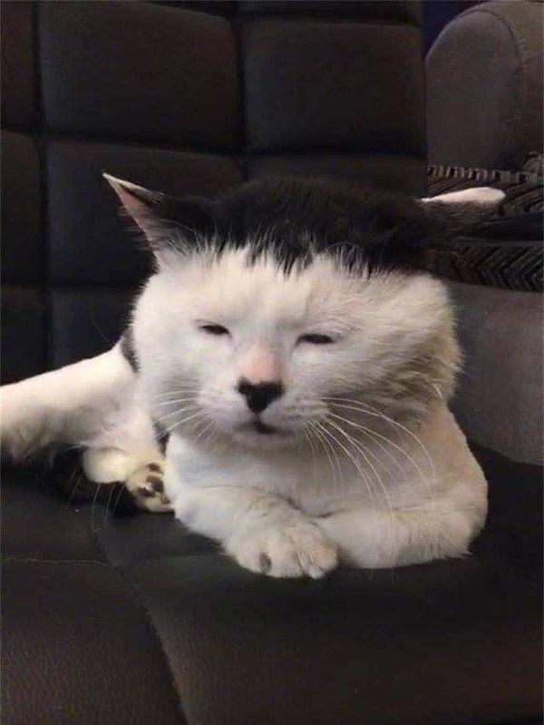 全世界最丑的猫都在这了，笑到飙泪！！！ - 知乎