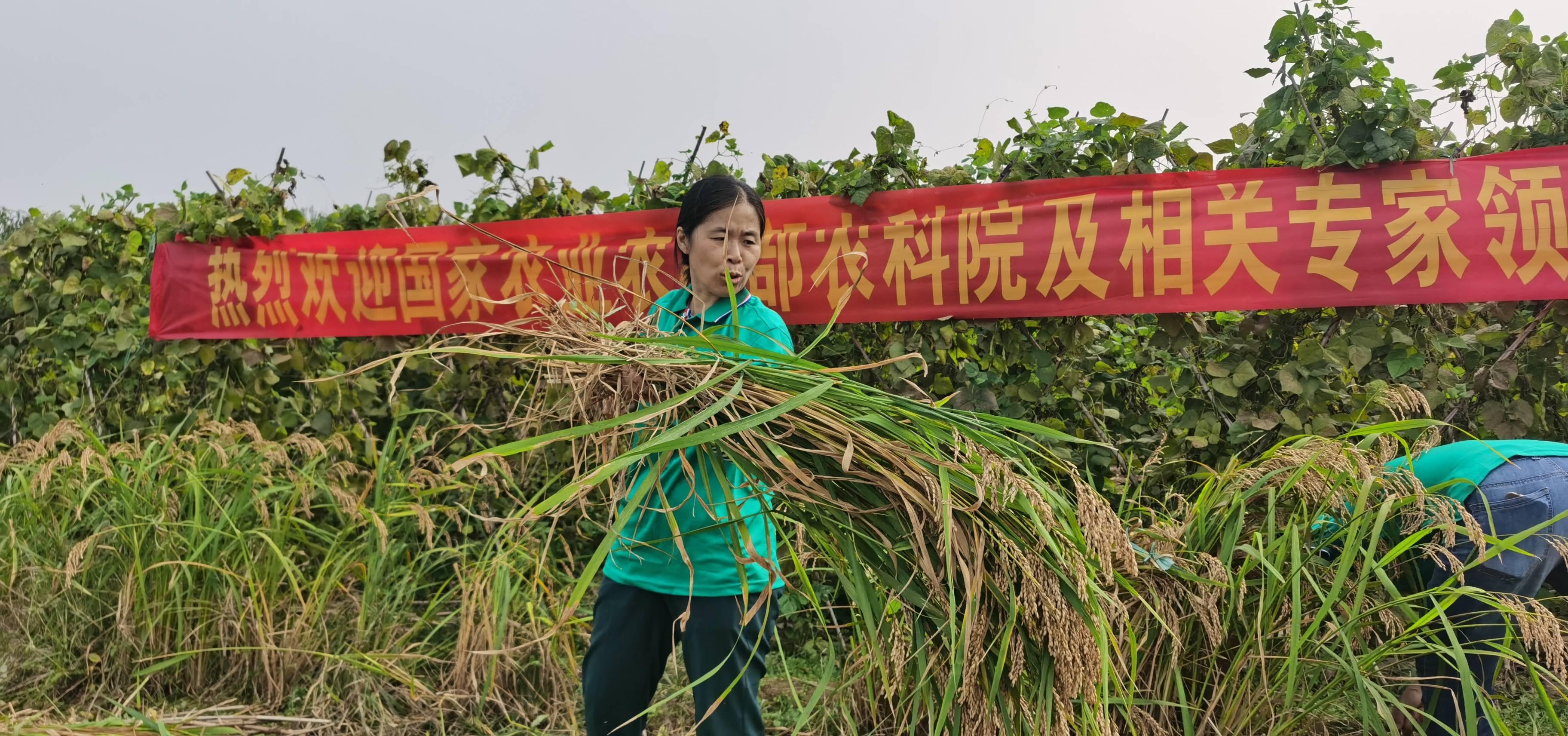 中国农业科学院等专家对爱德帮高山旱稻2号进行测产亩产达494公斤
