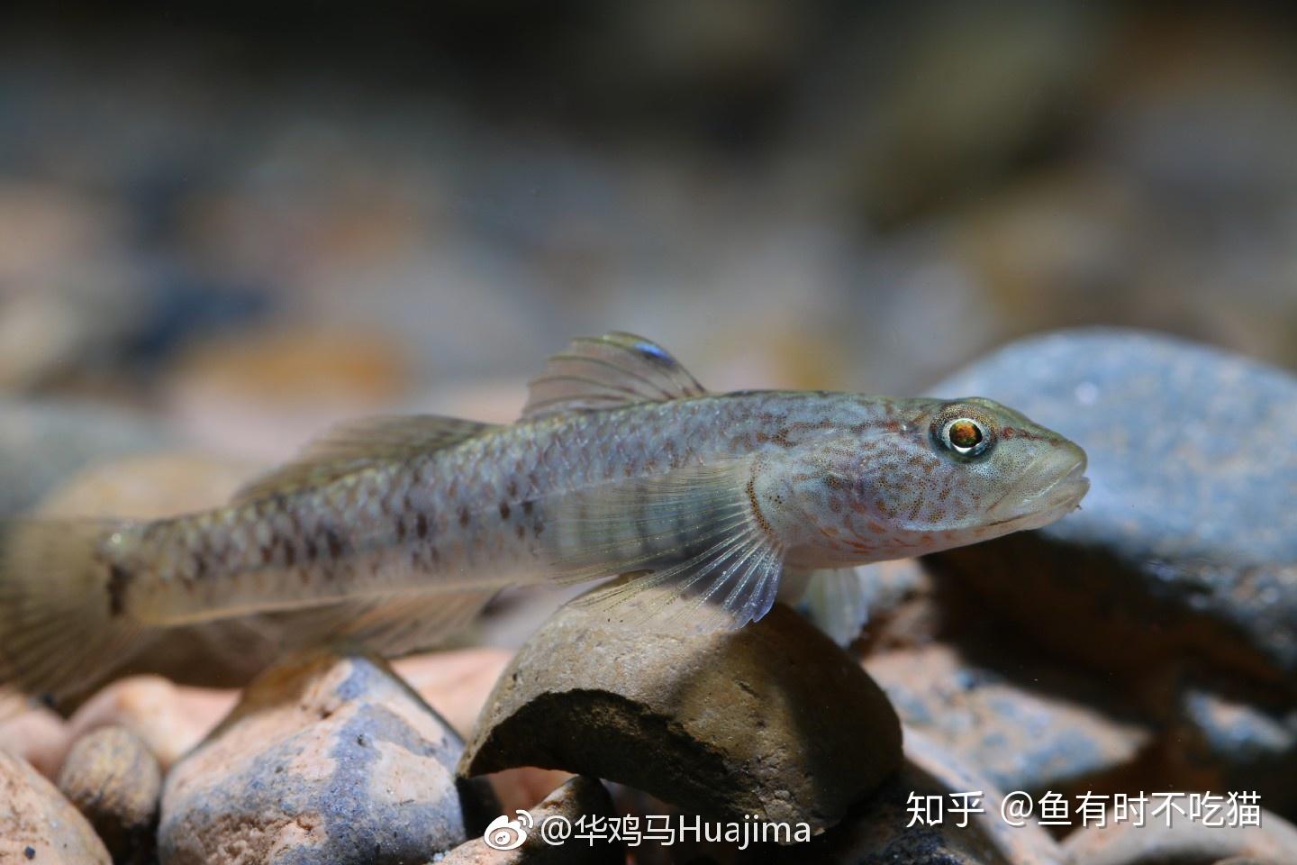 中國原生魚:吻蝦虎魚圖鑑 - 知乎