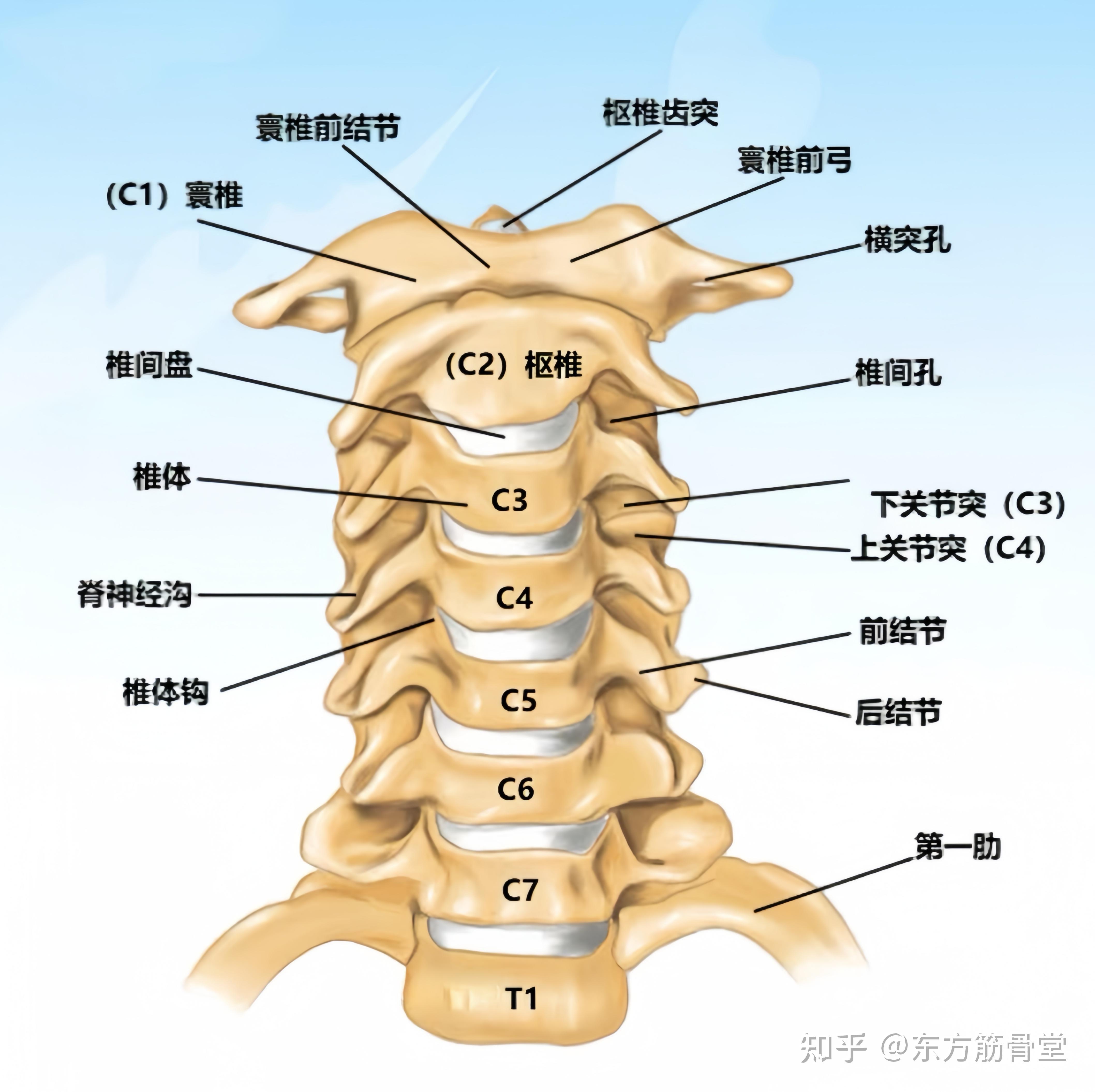 颈3椎体解剖图片